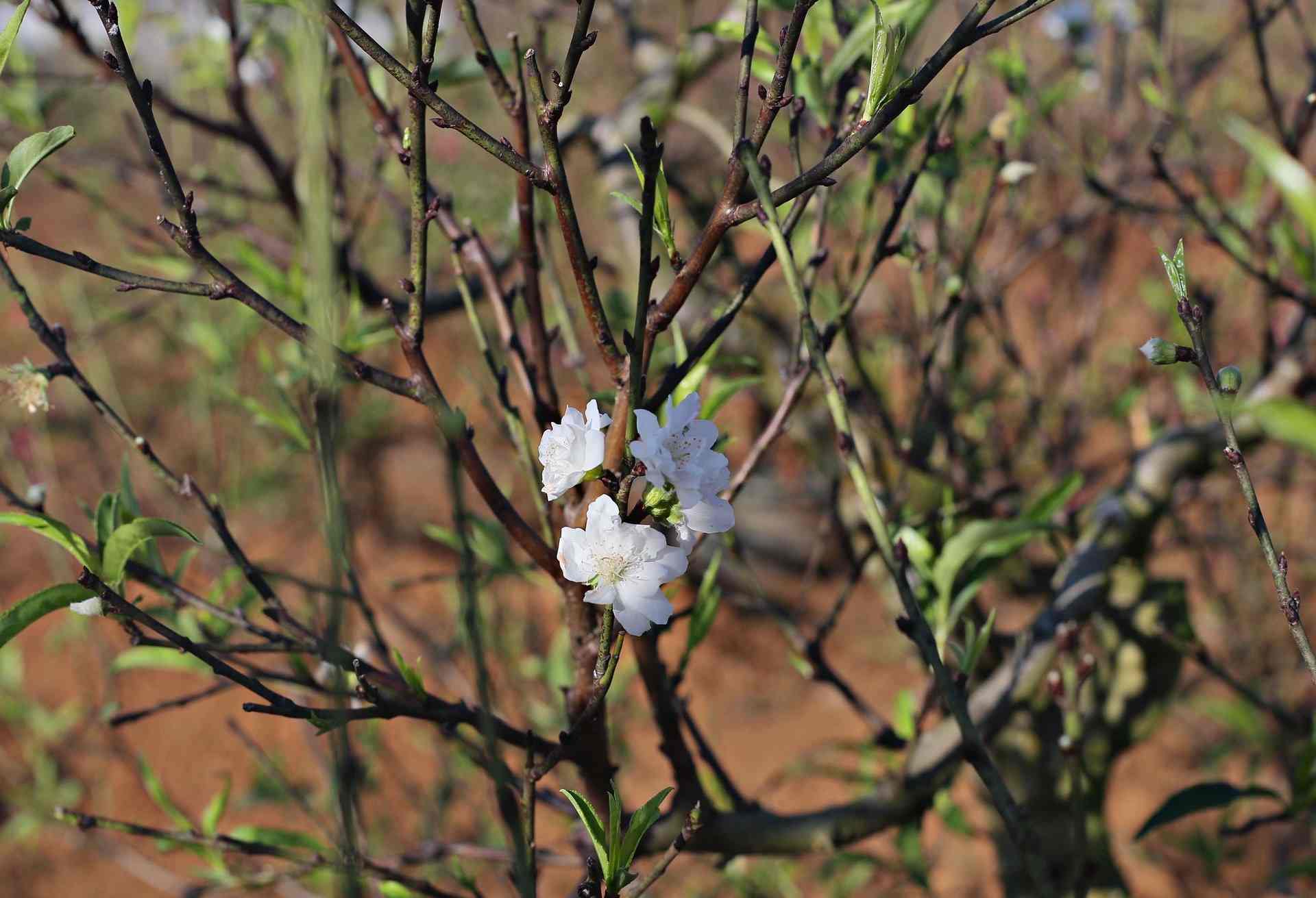 Ngoai bich dao, dao Nhat Tan,..cac nha vuon tai Lam Dong cung trong them bach dao de phuc vu thi truong Tet. Anh: Phuc Khanh 