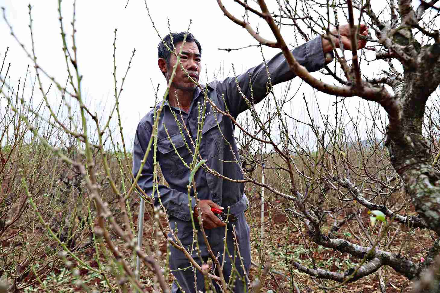 Nguoi trong dao Tet tai Lam Dong dang buoc vao giai doan nuoc rut, tat bat cham dao de phuc vu thi truong Tet. Anh: Phuc Khanh 