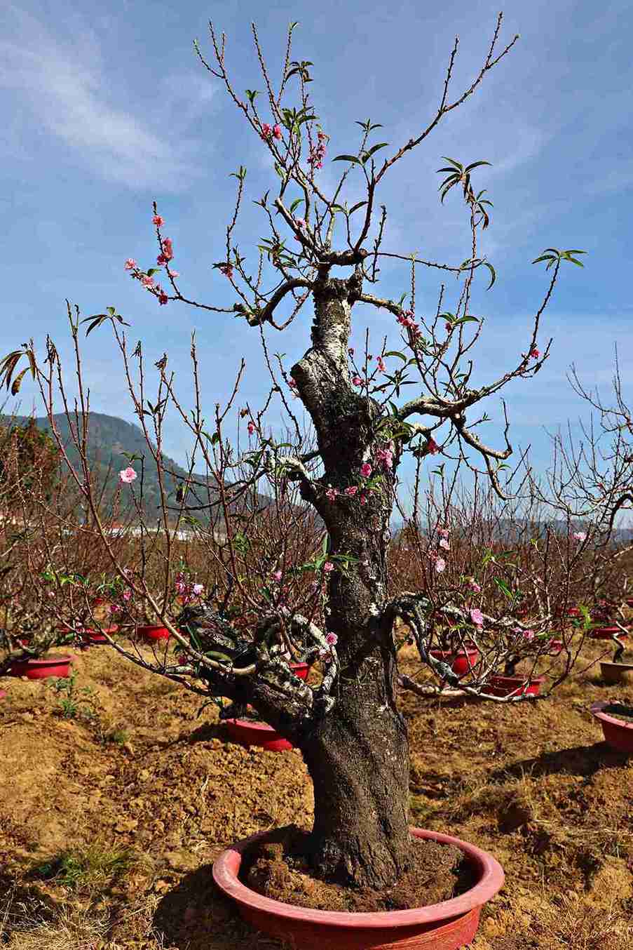 Mot goc dao co thu tai vuon dao cua ong Toan (xa Hiep Thanh, Lam Dong) de phuc vu nguoi dan thue chung Tet. Anh: Phuc Khanh 