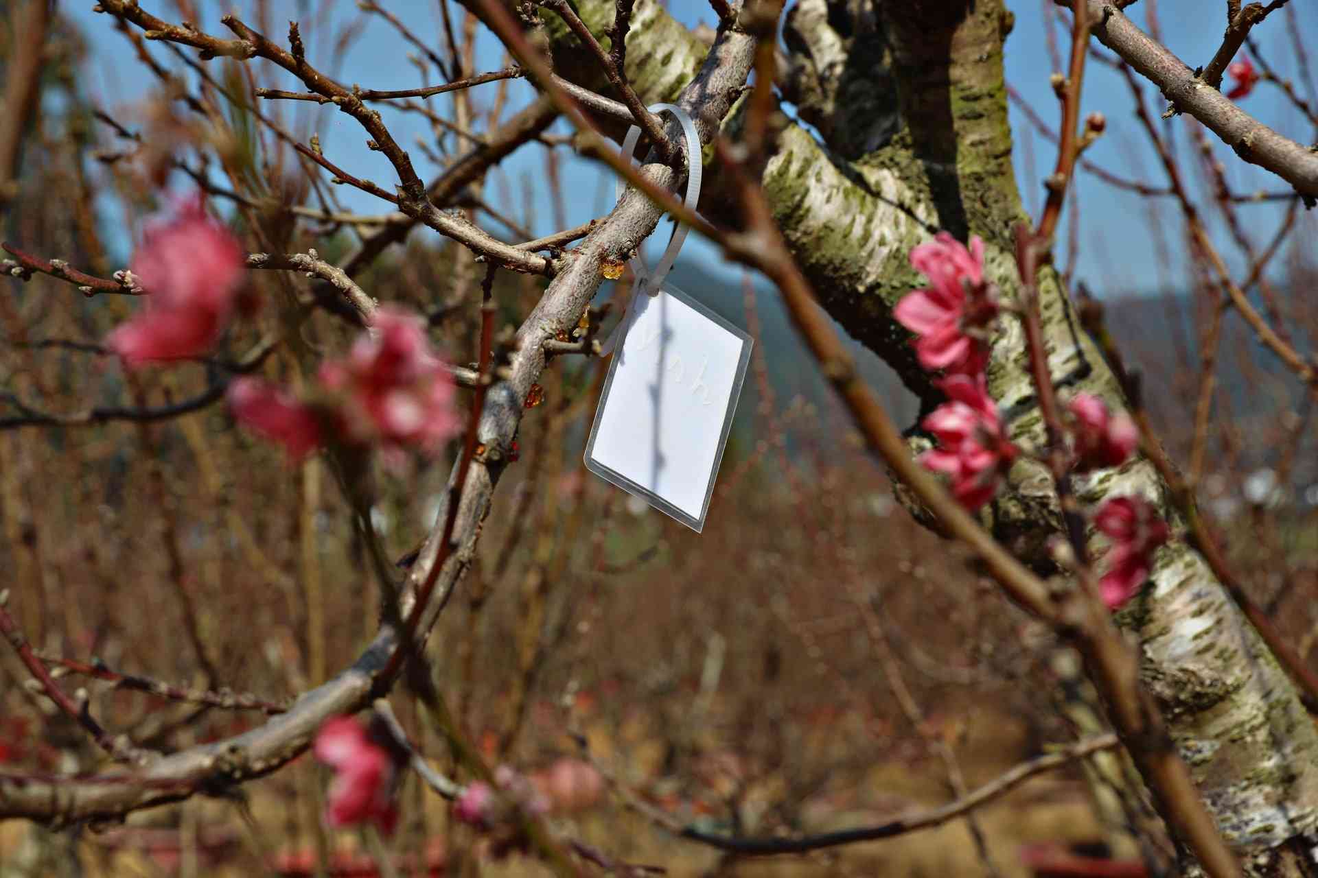 Mot cay bich dao duoc nguoi dan gui de chu vuon cham soc tai xa Nam Ban Lam Ha. Anh: Phuc Khanh 