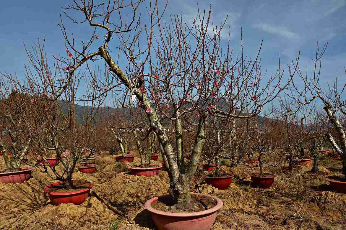 Mot goc bich dao da duoc nguoi dan dat mua tai vuon dao cua gia dinh ong Toan (xa Hiep Thanh) voi gia 7,5 trieu dong. Anh: Phuc Khanh 