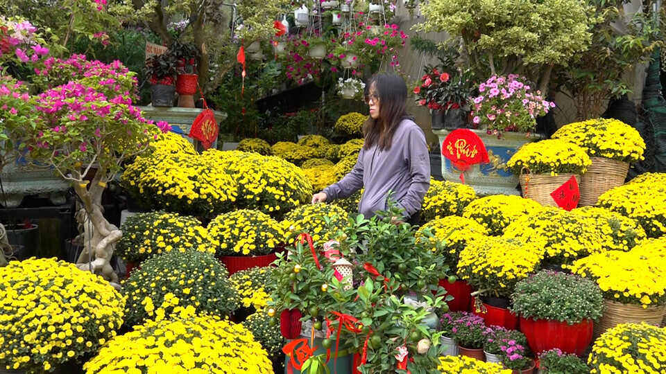 People in Ho Chi Minh City buy Tet flowers early, flower and ornamental plant market kicks off