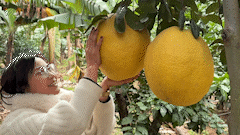 Giant goby weighing nearly ten kilograms, priced at millions, hunted for near Tet.