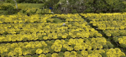 Cho Lach chrysanthemums bloom early, and so far about 200,000 pots have been supported for consumption. Photo: Hoang Loc