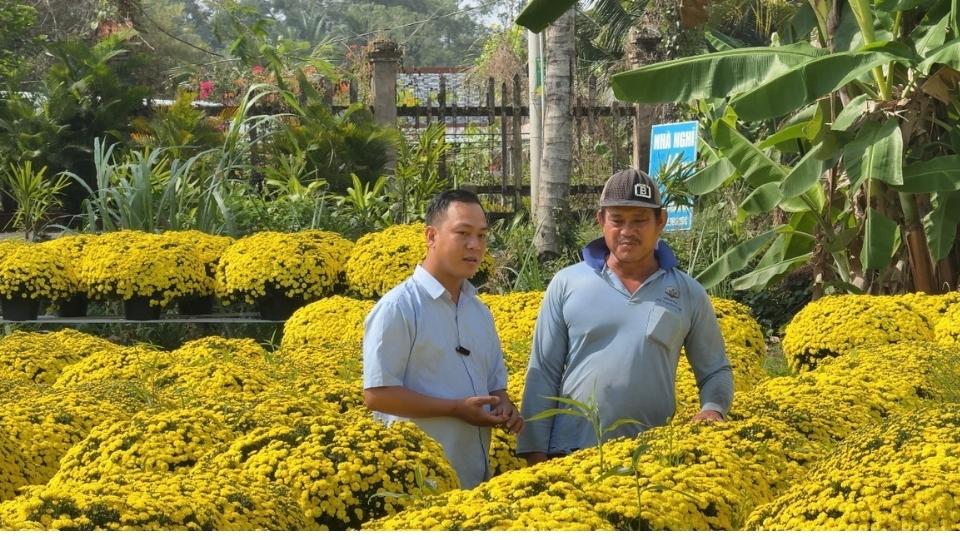 Early blooming chrysanthemums at Cho Lach are joined by the government and small traders to connect consumption, helping gardeners reduce output pressure before Tet. Photo: Hoang Loc