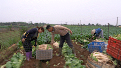 Near Tet, Dong Cao Hanoi vegetable garden has a bumper crop but prices have decreased