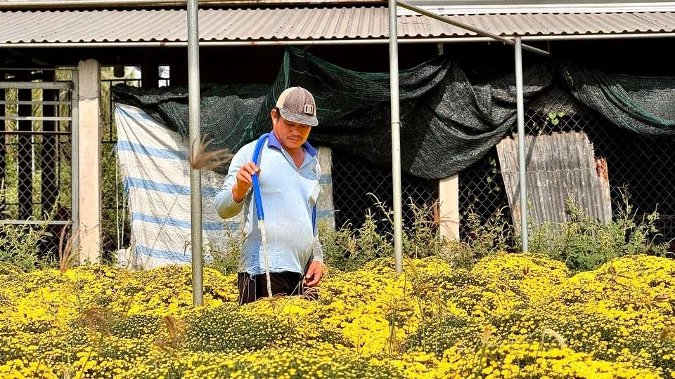 Farmers in Cho Lach are busy taking care of and classifying early-blooming chrysanthemums, preparing to be put on the market for Tet 2026. Photo: Hoang Loc