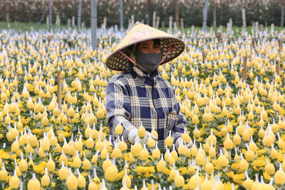 Nguoi dan tat bat voi cong viec cham soc hoa tren cac thua ruong. Anh: Quach Du