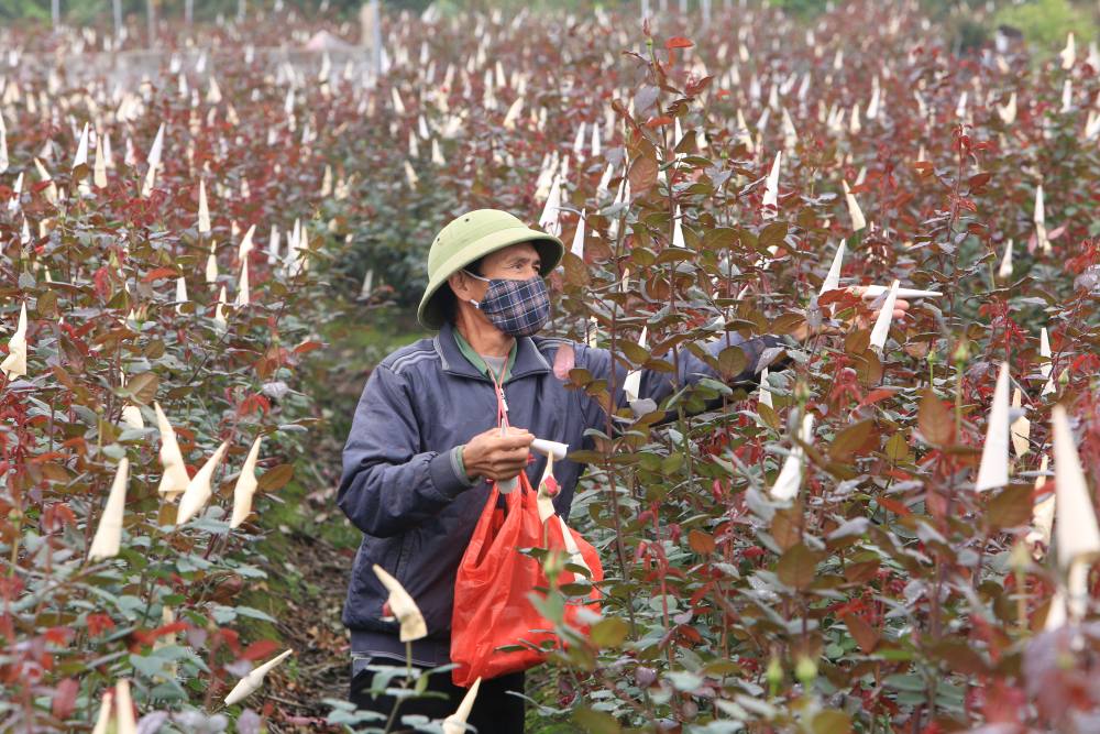 Nhung ruong hoa chum chim, san sang de phuc vu nguoi dan don Tet. Anh: Quach Du