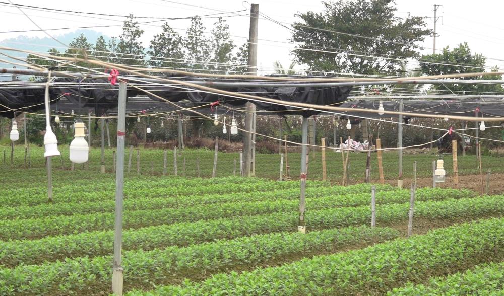 Nguoi dan chong den, lap dieu hoa ngay tai khu ruong de cham soc, bao quan hoa Tet. Anh: Quach Du