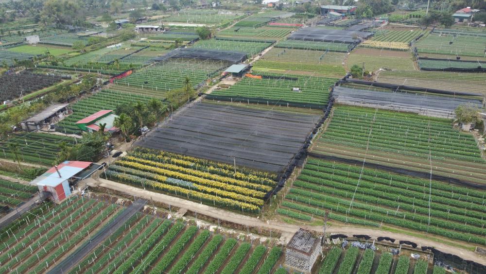 Lang hoa Dong Cuong (o phuong Ham Rong, tinh Thanh Hoa) hoi ha vao Tet. Anh: Quach Du