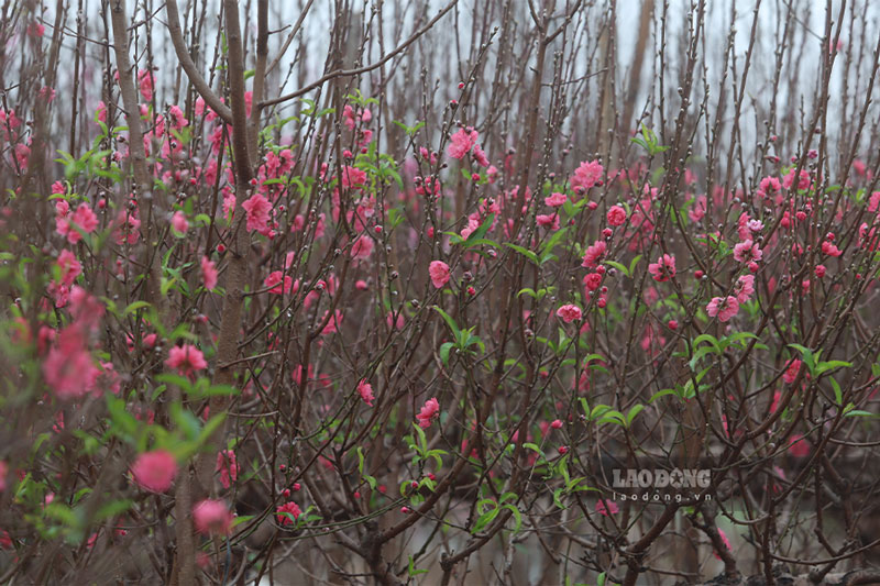 Nhat Tan peach blossoms massively early before Tet, growers worried