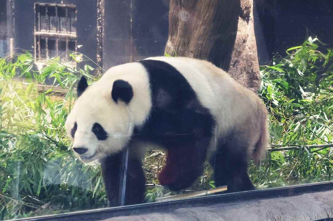Giant panda Xiao Xiao at Ueno Zoo in Tokyo, Japan, January 25, 2026. Photo: VCG