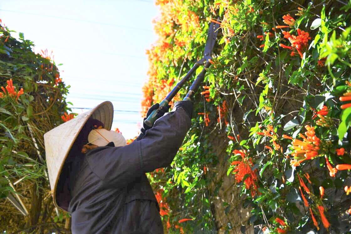 De duy tri ve dep cua “ngoi nha hoa”, vo chong ba Ha Thi Lanh (xa Hiep Thanh, Lam Dong) thuong xuyen cat tia canh, tuoi nuoc cham soc hoa xac phao. Anh: Phuc Khanh 