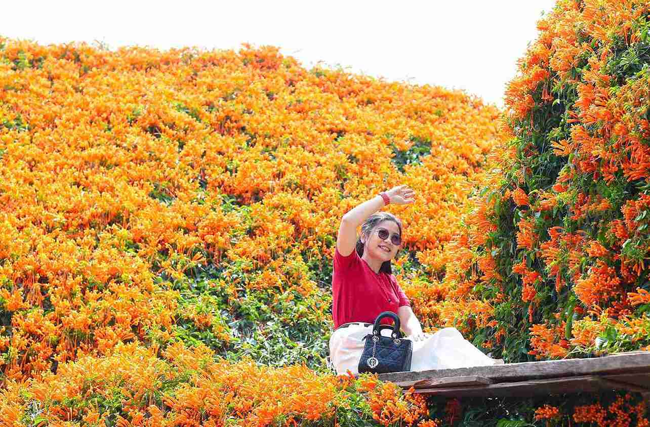 Nhung ngay qua, hoa xac phao no ro phu kin ngoi nha go cua gia dinh ong K’Tip, trung binh moi ngay don hang chuc luot nguoi den tham quan, chup hinh luu niem. Anh: Phi Long 