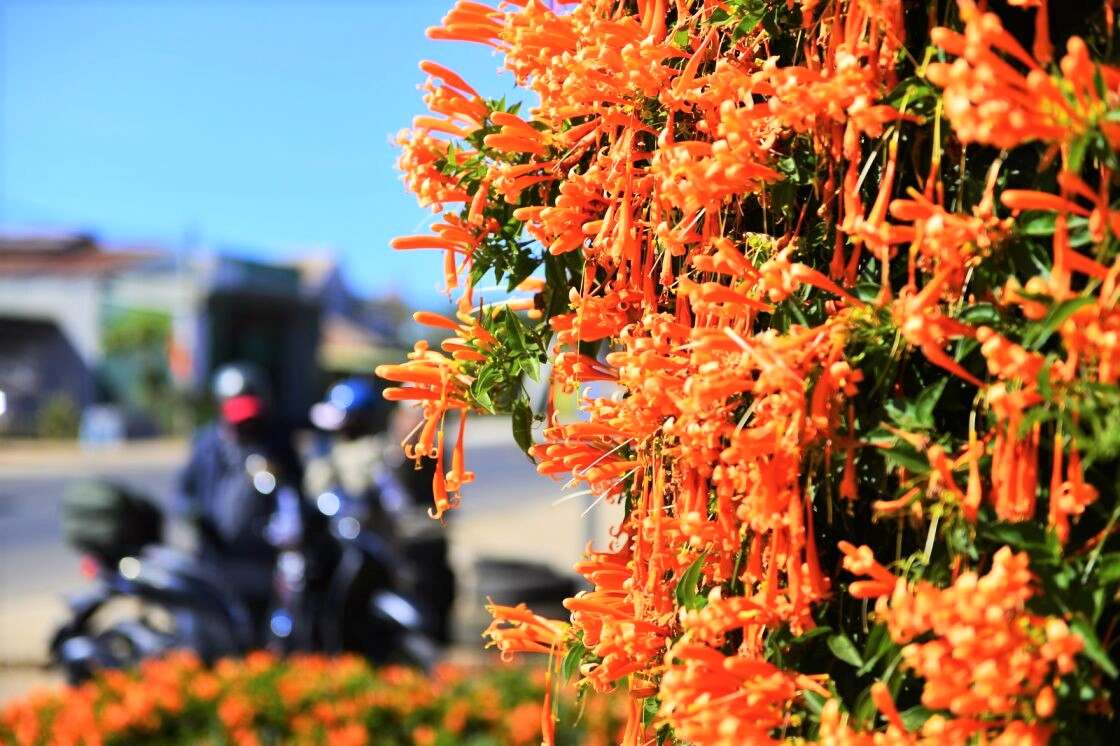 Hoa xac phao thuong bat dau no tu cuoi thang 11 va keo dai den khoang thang 4 nam sau. Trong thoi gian dau, hoa co mau do cam ruc ro, sau do nhat dan. Anh: Phuc Khanh 