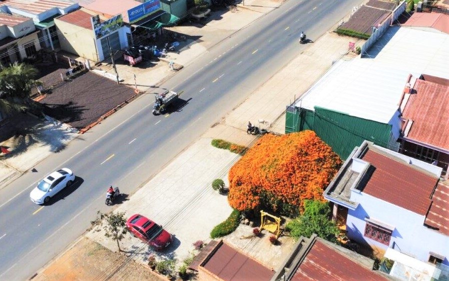 Ngoi nha cua gia dinh ba Ha Thi Lanh (xa Hiep Thanh, Lam Dong), nam ben Quoc lo 20, duoc hoa xac phao phu kin khi vao mua no ro. Anh: Phuc Khanh 