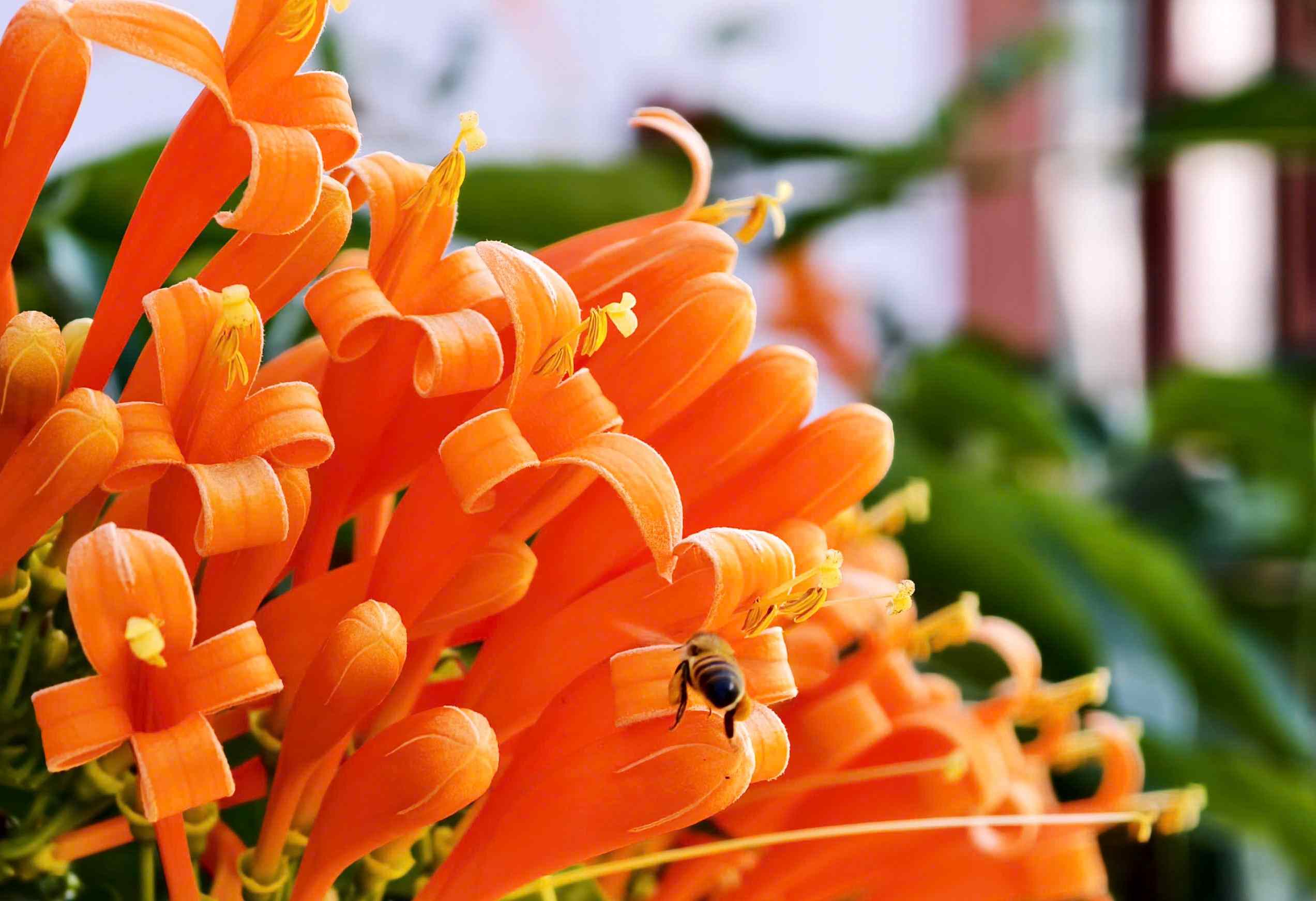 Hoa xac phao con duoc goi la hoa chum ot, hoa rang dong, co 4 canh mem mong, hoi cong o dau, chieu dai tu 6,5 – 7,5cm. Anh: Phuc Khanh 