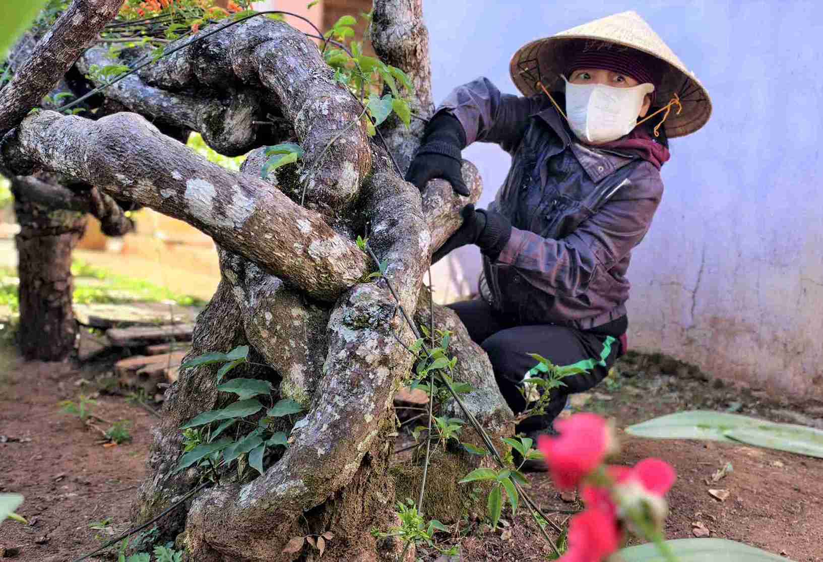 Loai hoa nay thuoc cay than leo, co nguon goc tu Nam My, de trong bang canh, sinh truong nhanh. Hoa thuong no ro vao dip Tet nen duoc nhieu gia dinh lua chon trong de tao canh quan. Anh: Phuc Khanh 