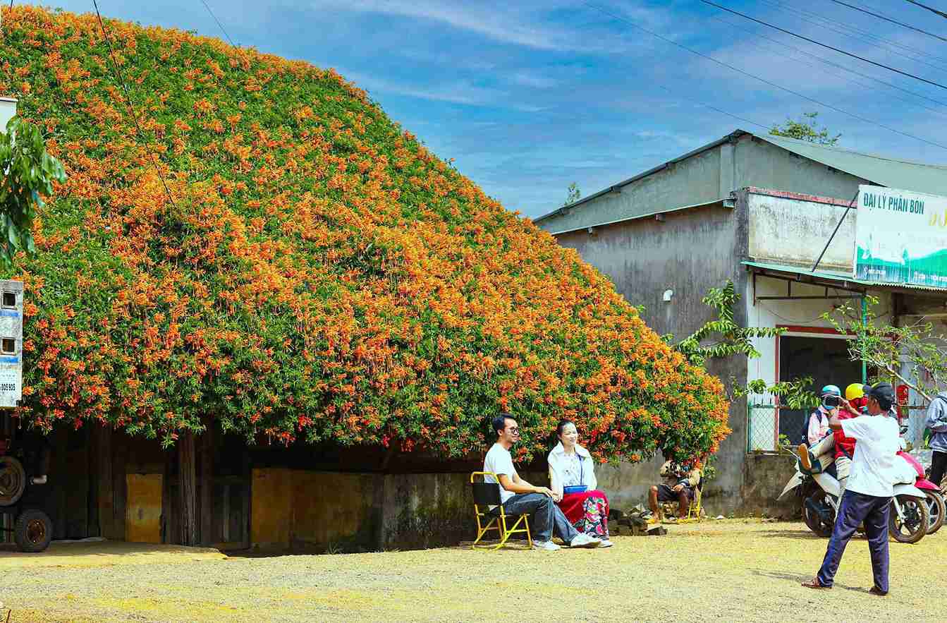 Hoa xac phao thuong no tu cuoi thang 11 va keo dai den thang 4 nam sau. Trong thoi gian nay, trung binh moi ngay, gia dinh ong K’Tip don hang chuc nguoi dan, du khach, dac biet la gioi tre den tham quan, chup anh. Anh: Phi Long 