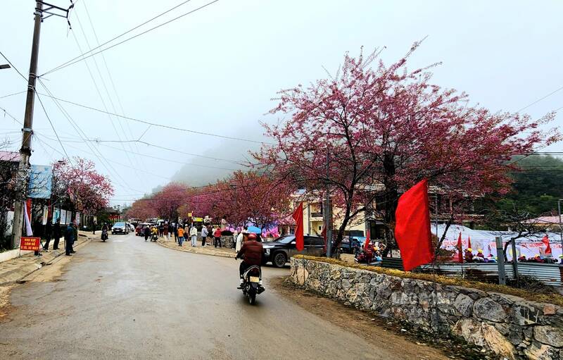 Mai anh dao no o xa Lung Cu (Tuyen Quang). Anh: Nguyen Tung