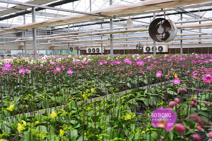 Hoa lan ho diep co do ben cao, co the choi lau, tham chi keo dai den sau Tet nen duoc nhieu nguoi ua chuong. Ben canh do, loai hoa nay con mang y nghia phong thuy tot dep cho nguoi mua.