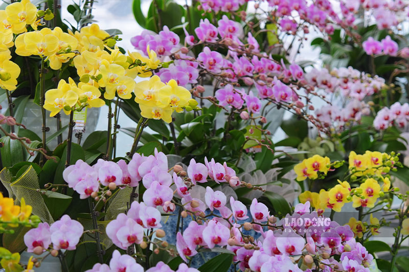 Hoa lan ho diep thuong co cac mau chu dao nhu vang, trang, do tim, khach hang khi mua ve choi Tet co the thoai mai lua chon mau sac de nguoi ban thiet ke theo so thich.