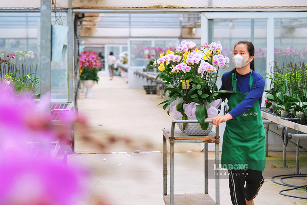 Nhung chau hoa lan se duoc di chuyen cham va phai het suc can than de hoa khong bi gay hoac do.