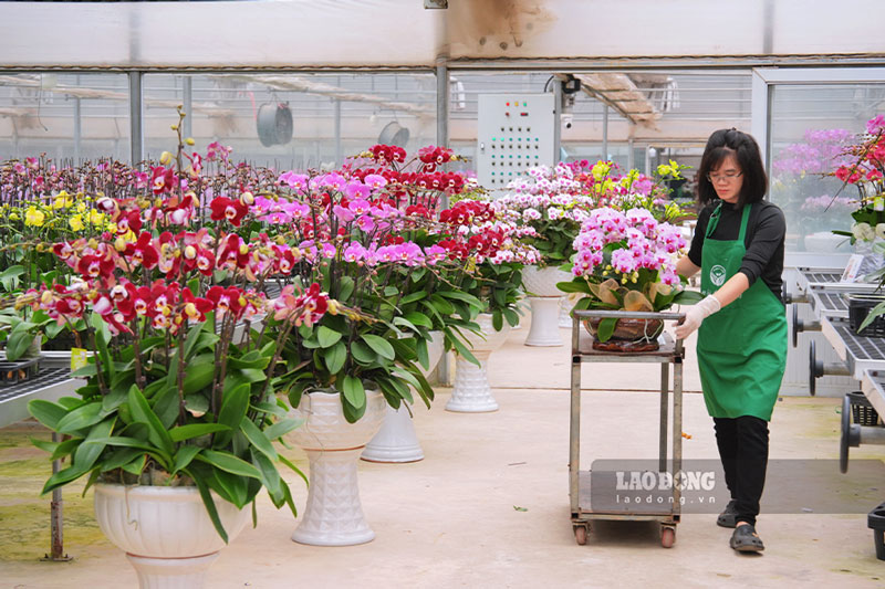 Trung binh moi ngay, nha vuon xuat ban tu 1.000 den 2.000 cay. Day moi la thoi diem dau vu, du kien cang can Tet, nhu cau cua khach hang se cang tang cao.