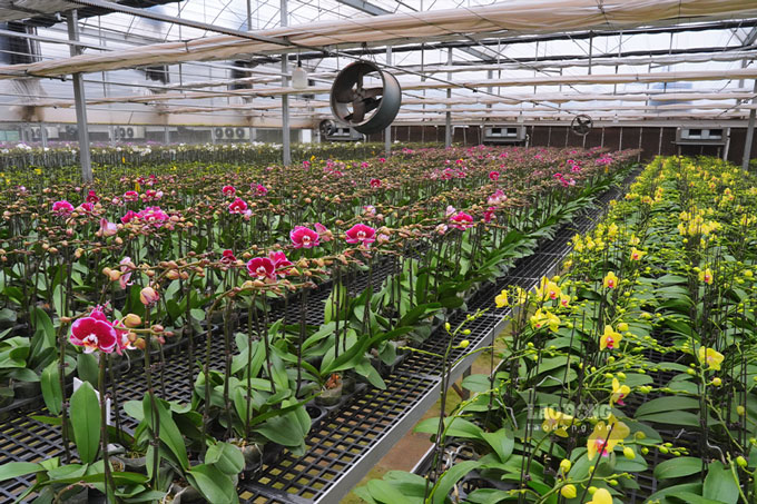 Tai mot vuon lan o lang hoa Me Linh (Ha Noi), hang nghin canh lan ho diep voi da dang mau sac, kieu dang dang duoc cham soc ky luong, san sang bung no dung dip Tet de phuc vu nhu cau cua nguoi dan.