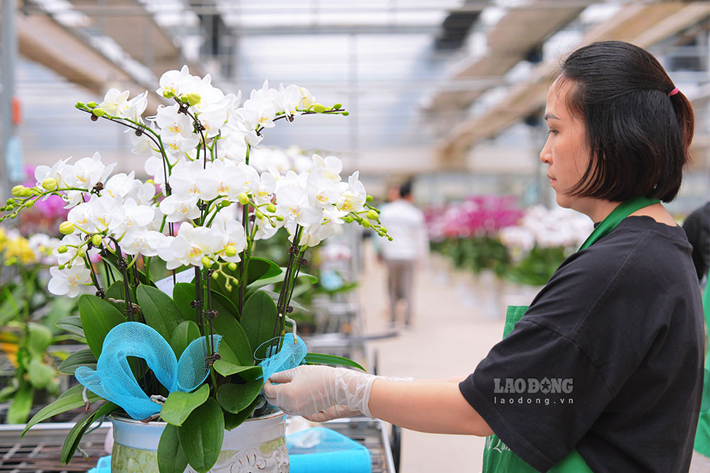 Nhan vien vuon lan can than cam hoa, chinh trang ky luong truoc khi giao den tay khach hang.