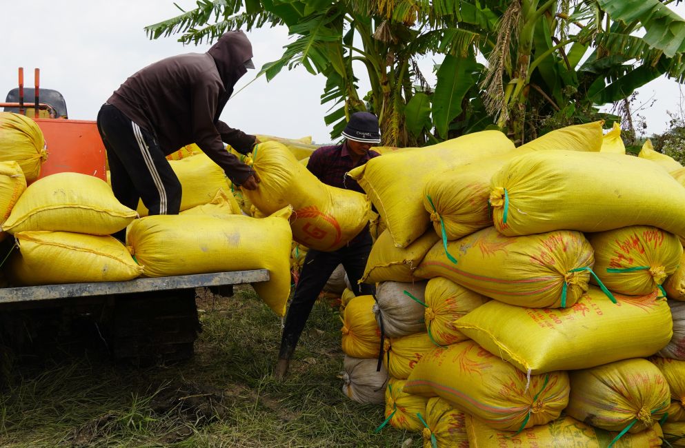 Lua trung nang suat nhung loi nhuan cua nong dan khong cao. Anh: Phuong Anh