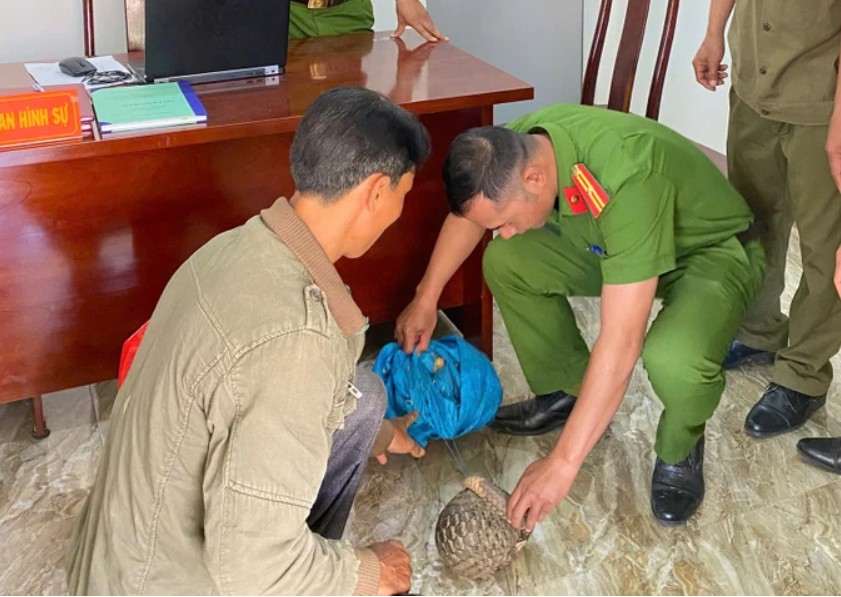 Functional forces receive rare Java pangolins handed over by people and carry out procedures to release them into nature. Photo: Police provided