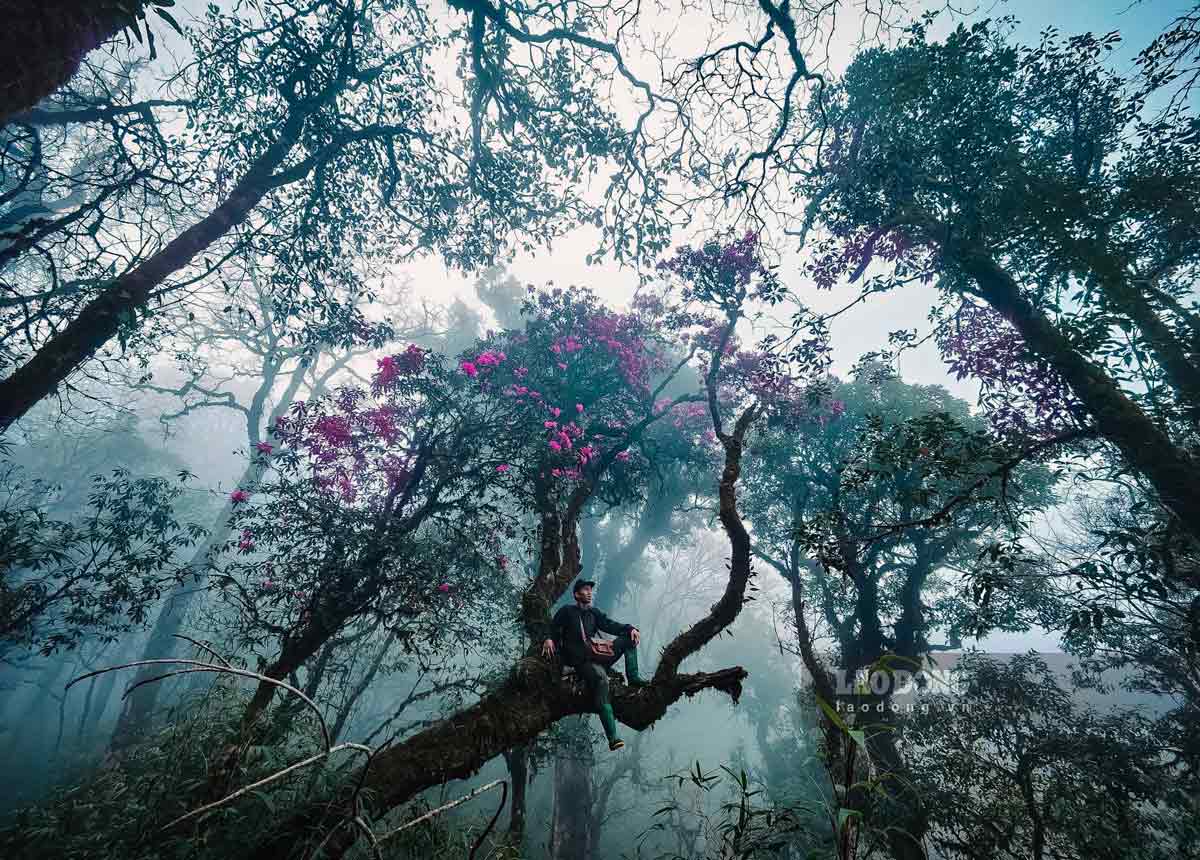 Tay Con Linh peak in the rhododendron season. Photo: Trong Cung