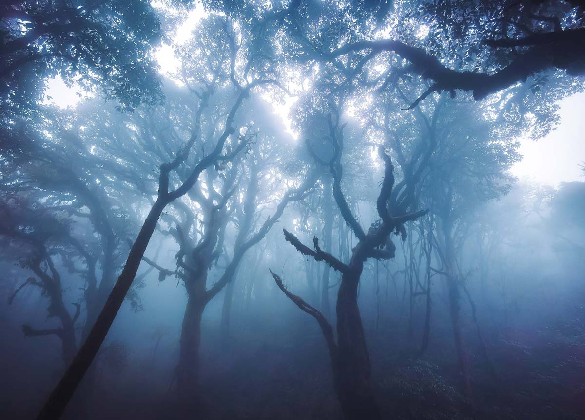 Canh suong mo o Tay Con Linh tao nen khung canh hung vi, huyen ao. Nhung lan suong mo quan quanh suon nui, len loi qua tung tan rung gia, khien ca khong gian nhu chim trong mo ho tinh lang.