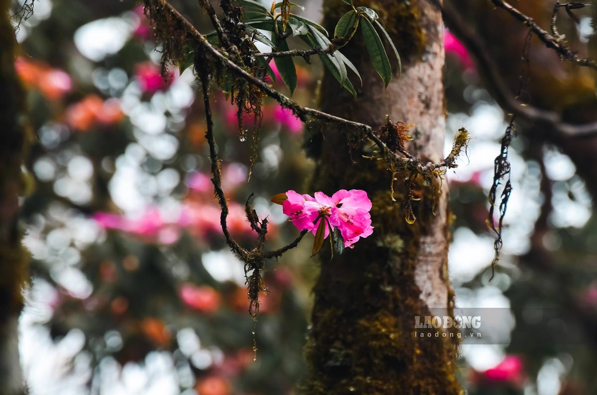 Hoa do quyen moc thanh chum o dau canh, bong to, canh day, xep hinh pheu hoac loa ken.