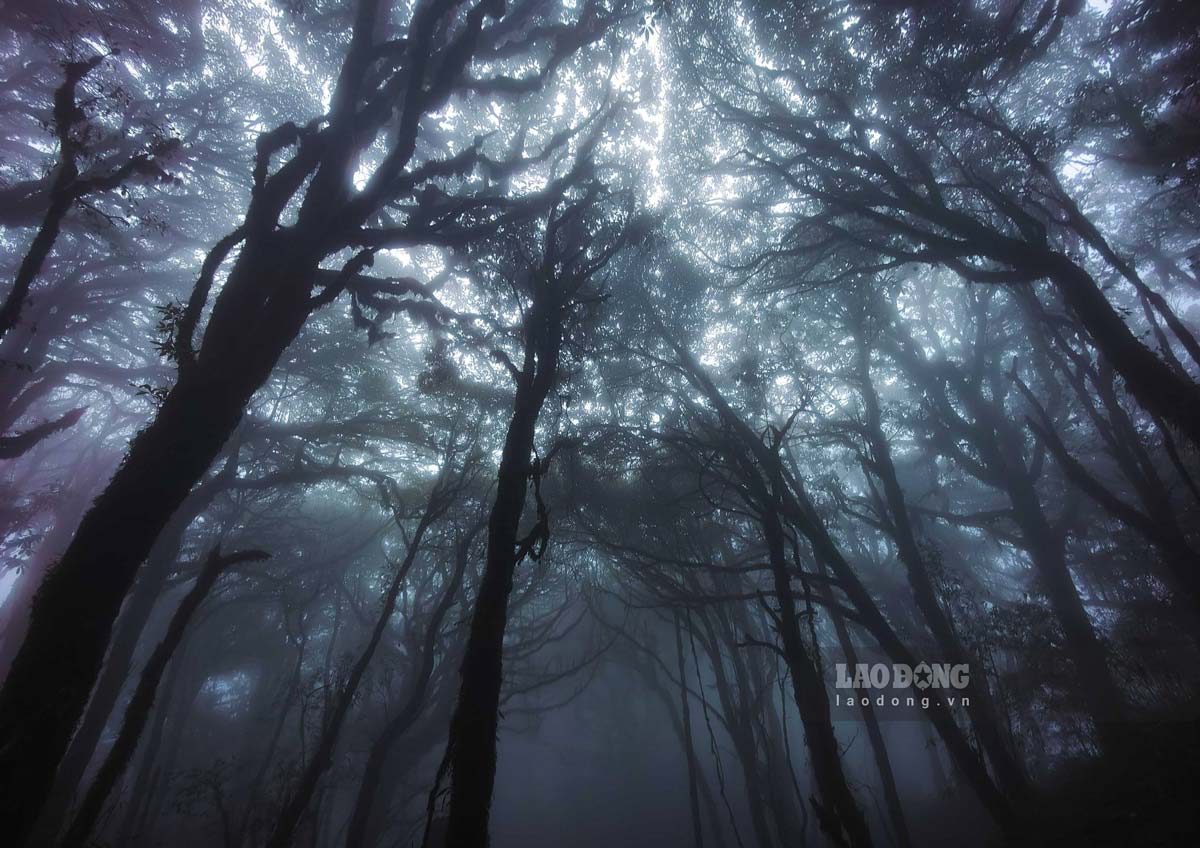 Dinh Tay Con Linh co do cao 2.428 m, duoc menh danh la “noc nha Dong Bac” nam tren dia phan huyen Hoang Su Phi va Vi Xuyen, tinh Ha Giang