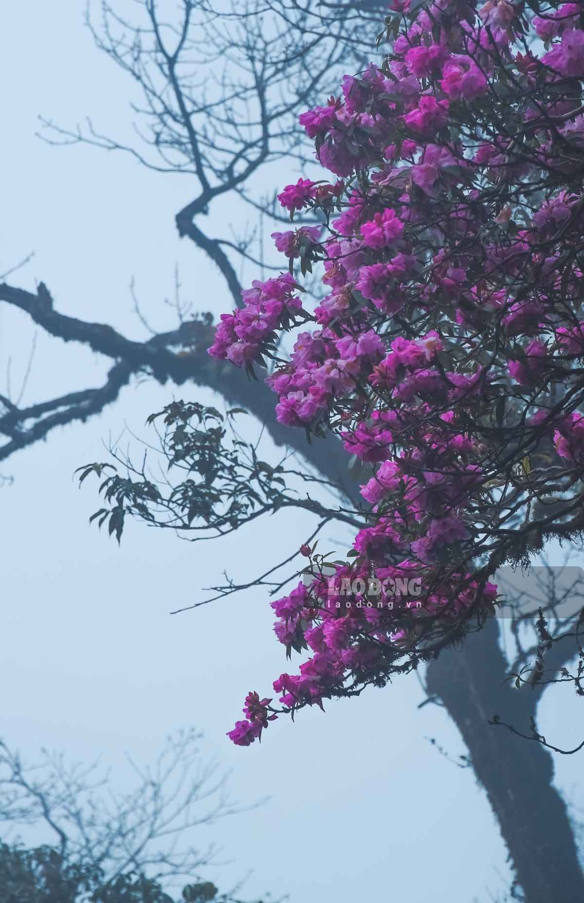 Rung hoa do quyen o Tay Con Linh co nhung cay tuoi doi tu hang chuc den hang tram nam.