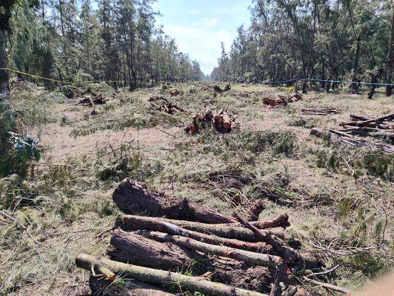 Rung phi lao duoc giai toa de nhuong cho cho tuyen duong nhua ven bien hinh thanh. Anh: Vien Nguyen