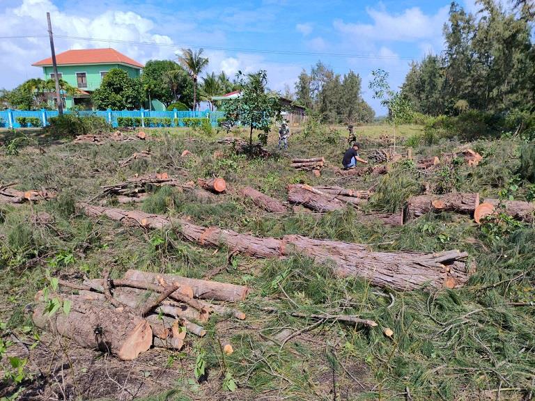 Philippine forest in Mo Cay commune, Quang Ngai province is being cut down to build the Dung Quat - Sa Huynh coastal road project. Photo: Vien Nguyen