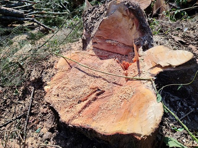 Nhung cay phi lao khoang 50 nam tuoi, nhieu thap ky qua la “la chan” bao ve nha cua, dat dai cua nguoi dan ven bien. Anh: Vien Nguyen