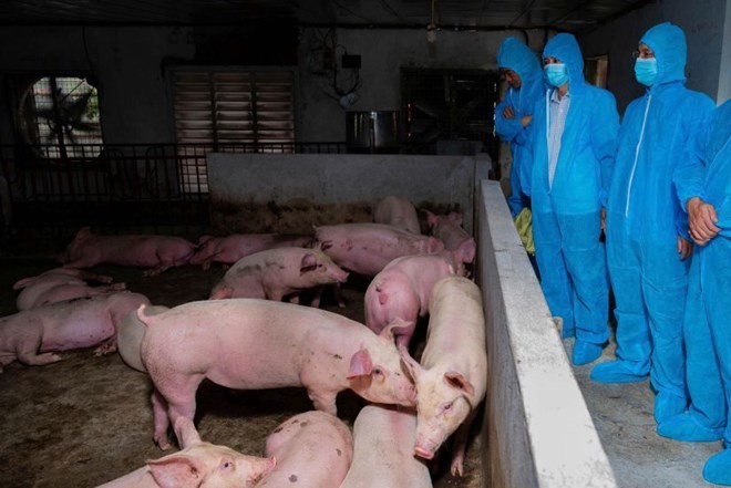 In less than 1 month, in Ninh Binh, more than 2,300 pigs infected with African swine fever had to be destroyed. Photo: Dieu Anh
