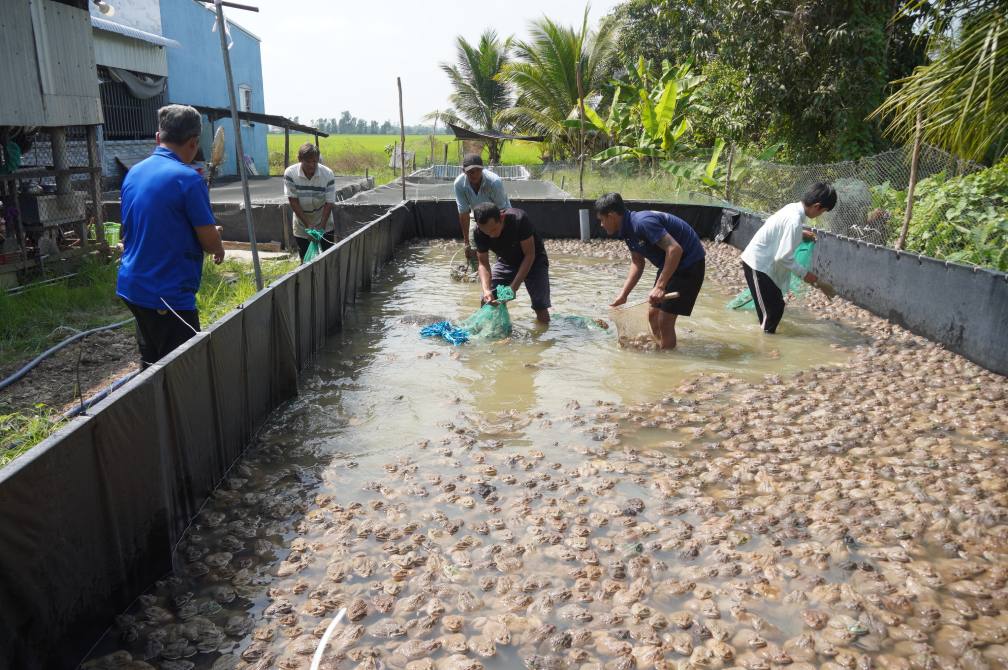 Moi vu nuoi keo dai khoang 2 thang la co the xuat ban. Anh: Ta Quang