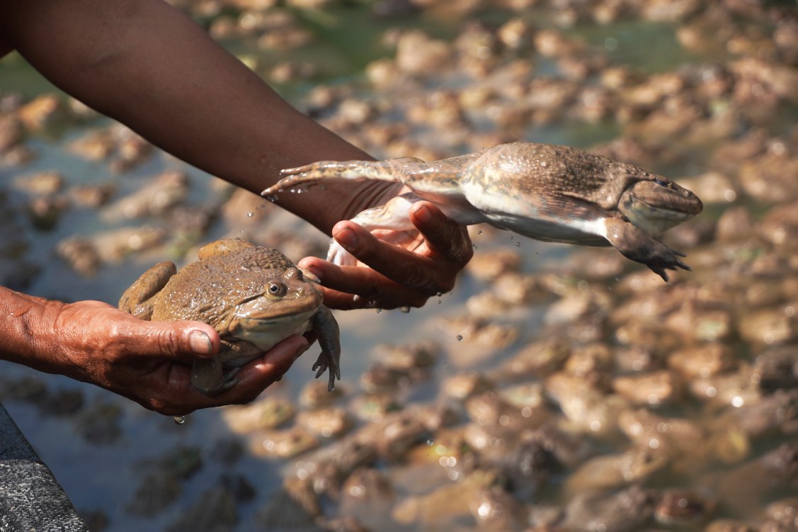 From small farming tanks around the house, many households have gradually improved their income and risen out of poverty. Photo: Ta Quang