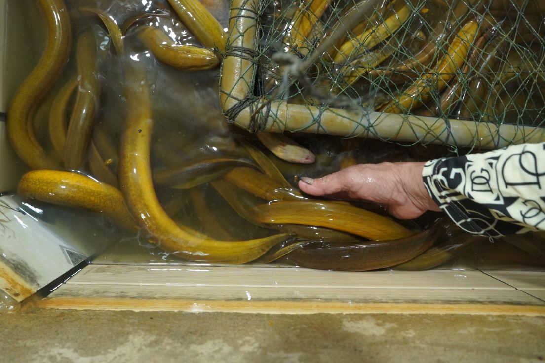 Nha ba Danh Thi Kim Sang bat dau nuoi luon tu thang 11.2024. Anh: Ta Quang