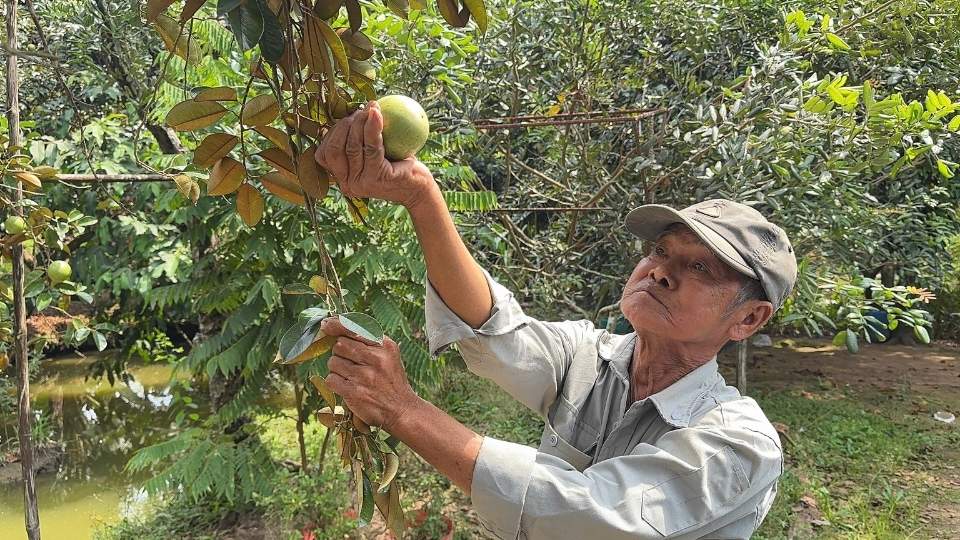 Ong Pham Van Hanh dau tu trong vu sua nho von vay chinh sach, kinh te dan on dinh. Anh: Hoang Loc