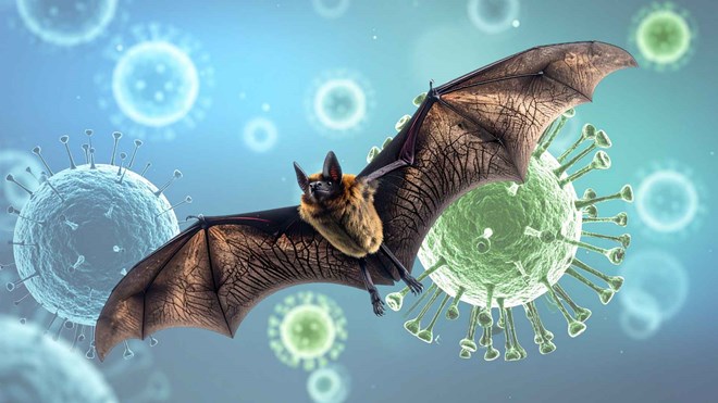 Virus Nipah xuất hiện tại Ấn Độ, TPHCM tăng cường biện pháp đề phòng