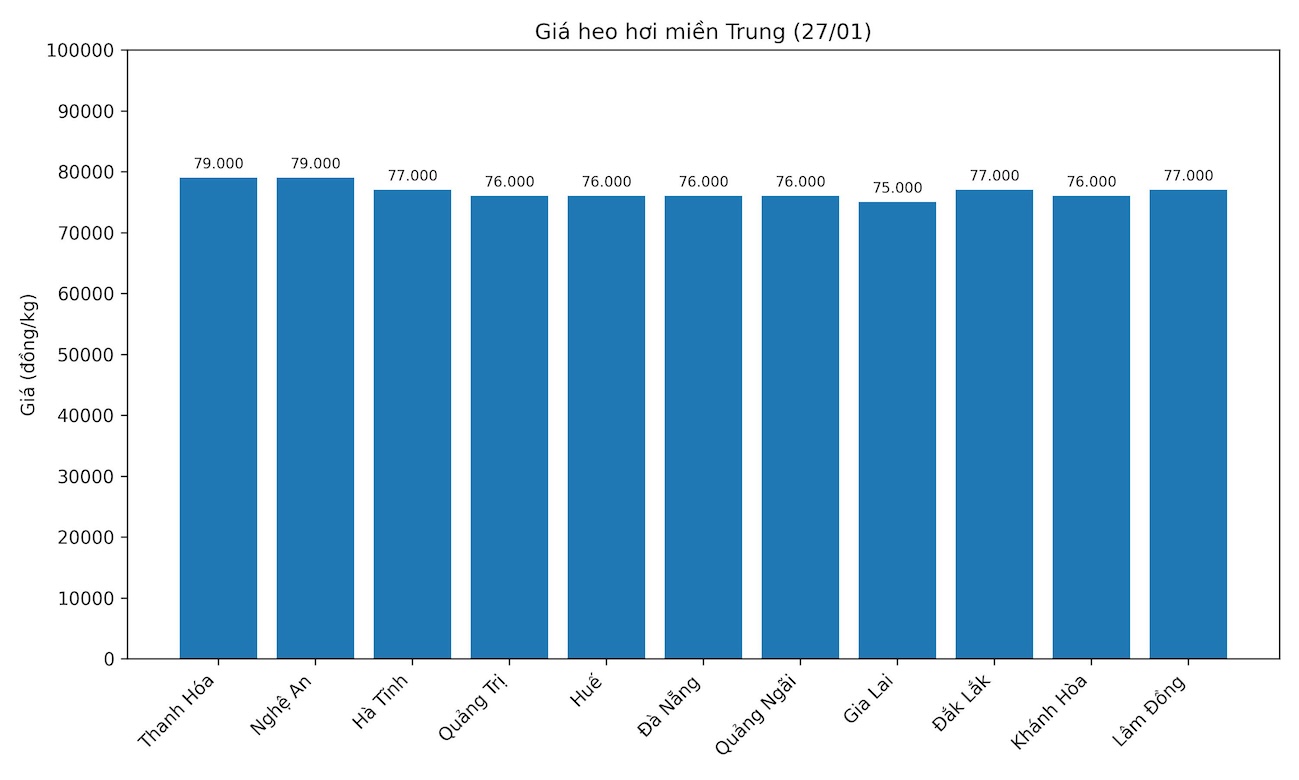 Gia heo hoi hom nay o khu vuc mien Trung. Do hoa: Thuy Linh.