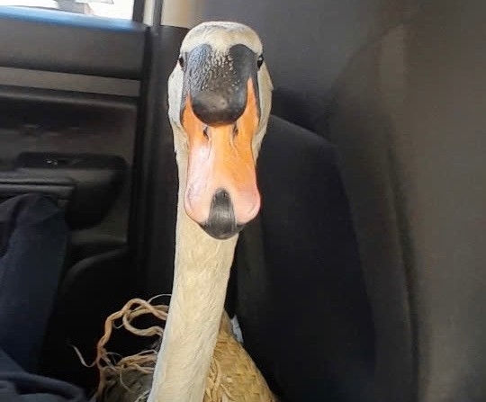 Successfully rescued the white swan of Saigon Zoo and Botanical Gardens that was stolen. Photo: Saigon Zoo and Botanical Gardens