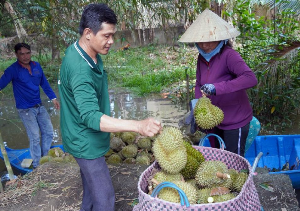 Thu hoach sau rieng o Can Tho. Anh: Phuong Anh